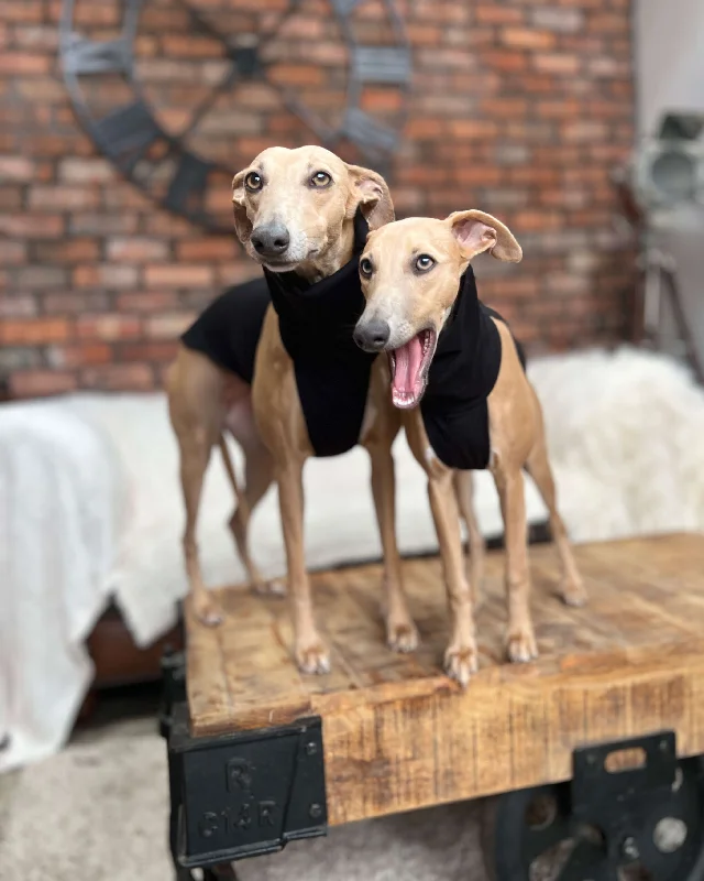- Dog heart rate monitoring collarTHE POSY Design - Greyhound Size