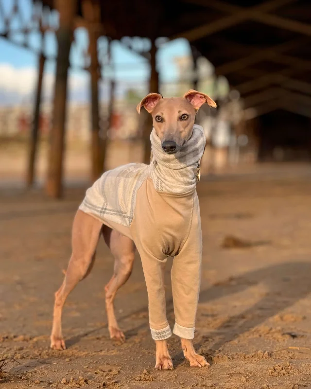 - Air box TSA certified check-inThe MARV Jumper - Iggy Size