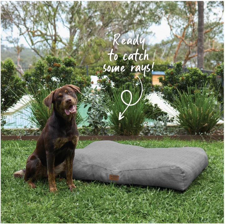  -Explosion-proof leash FOR LARGE dogsSoft Slumber Dog Bed - Charcoal