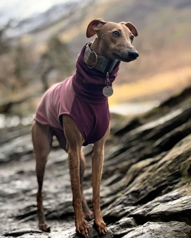 - Pregnant cat delivery room warming boxThe ENZO Whippet Jumper
