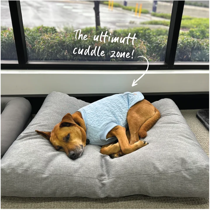 - Custom pet birthday cakeSoft Slumber Dog Bed - Light Grey