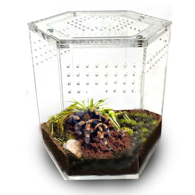 - Solid wood cat climbing frame customizedTalis-us Acrylic Hexagon Tarantula Enclosure Reptile Terrarium