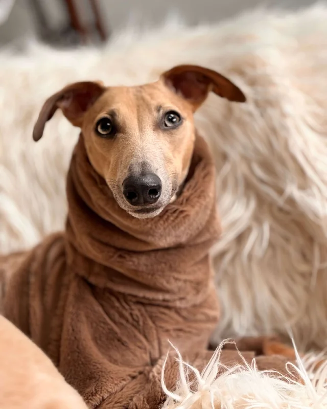 - Solid wood cat climbing frame customizedThe ALLEZ Whippet Jumper